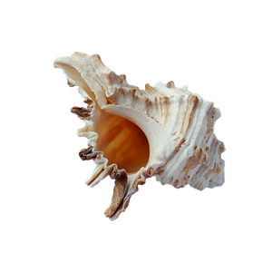 Seashell PNG-37155